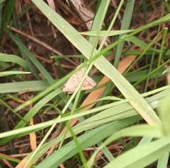 Loxostege sticticalis