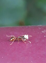 Myrmica