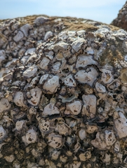 Saccostrea cuccullata