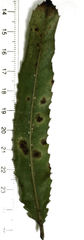 Eriococcus multispinus