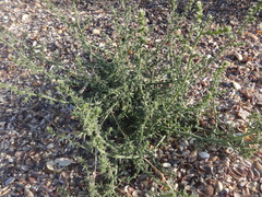 Salsola kali
