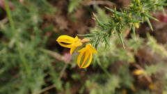 Ulex