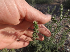Salsola tragus
