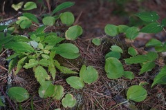 Maianthemum canadense