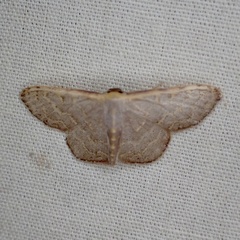 Leptostales pannaria