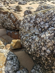 Saccostrea cuccullata