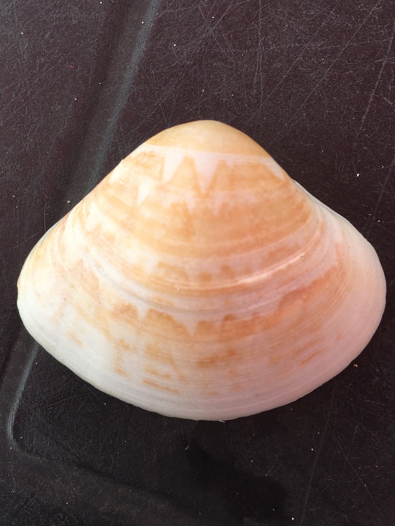 Tivela fulminata