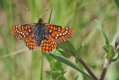 Euphydryas anicia cloudcrofti