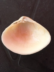 Veneridae