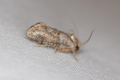Acrolophus piger