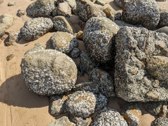 Saccostrea cuccullata