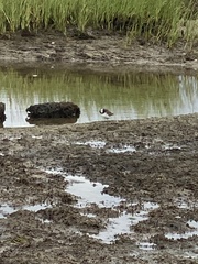 Charadrius semipalmatus