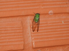 Cicadomorpha
