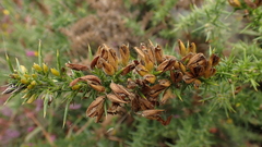 Ulex