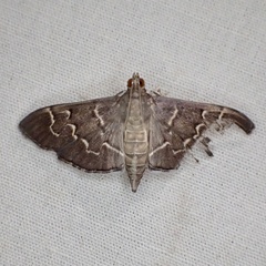 Pilocrocis ramentalis