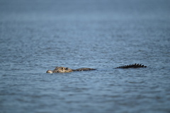 Melanosuchus niger
