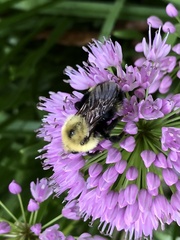 Bombus citrinus