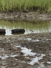 Charadrius semipalmatus
