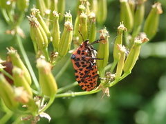 Graphosoma italicum italicum