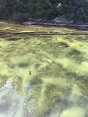 Dolichospermum