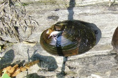 Alasmidonta undulata