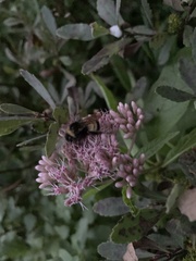 Bombus terricola image