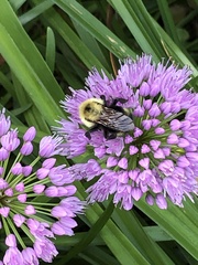 Bombus citrinus