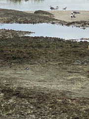 Charadrius semipalmatus