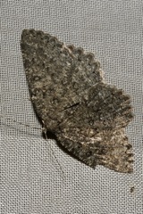 Charissa obscurata