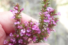 Muraltia satureioides