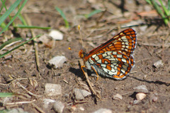 Euphydryas anicia cloudcrofti