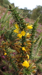 Ulex