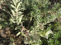 Tournefortia sibirica
