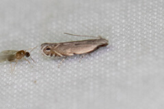 Battaristis nigratomella