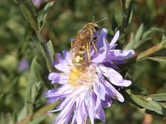 Seladonia