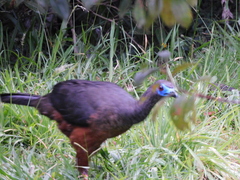 Chamaepetes goudotii