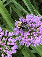 Bombus citrinus