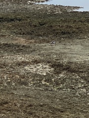 Charadrius semipalmatus