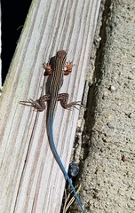Aspidoscelis sexlineatus