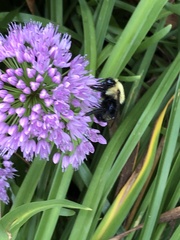 Bombus citrinus