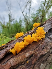 Dacrymyces spathularia