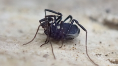 Nemastoma bimaculatum
