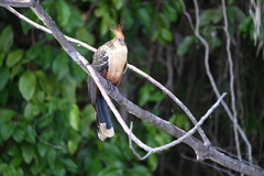 Opisthocomus hoazin
