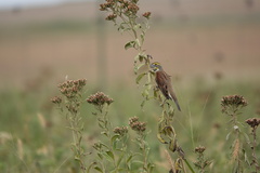 Spiza americana