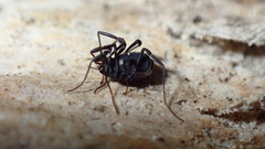 Nemastoma bimaculatum