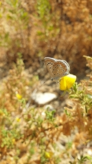 Polyommatus