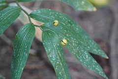 Maianthemum stellatum