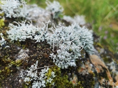 Stereocaulon vesuvianum