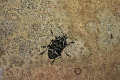 Tophoderes frenatus
