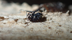 Nemastoma bimaculatum